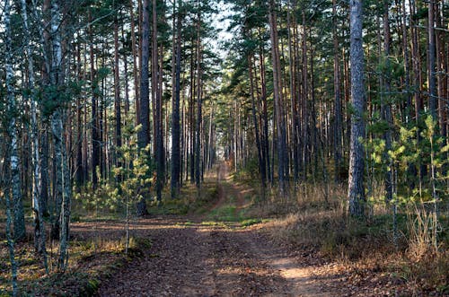 Gratis stockfoto met Bos, buiten, gras