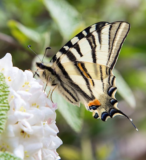 Free stock photo of butterfly on a flower