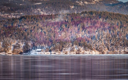 Brown Trees Near Body of Water