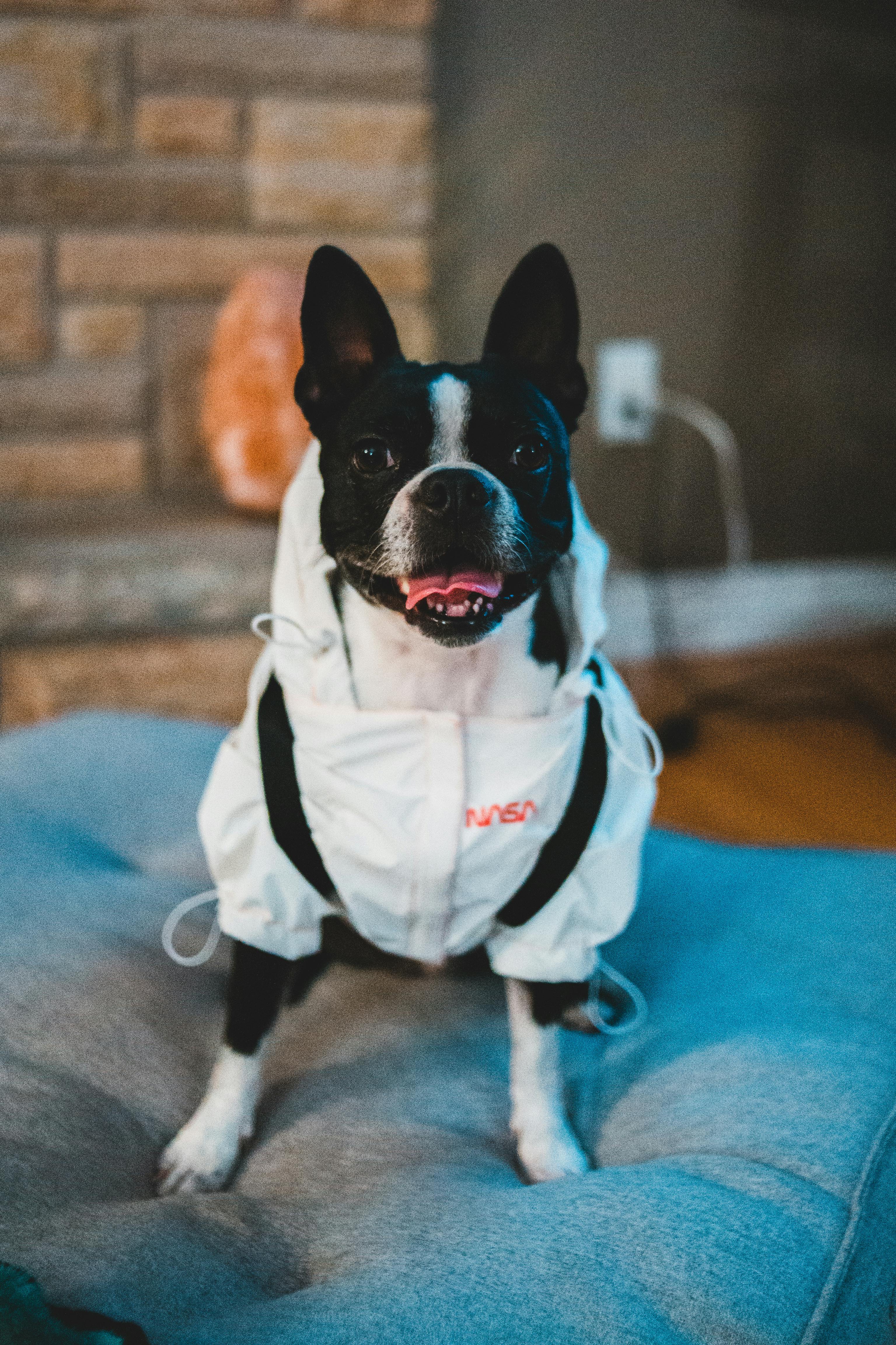 Adorable Boston Terrier dog in astronaut overall standing on soft couch and looking at camera at home
