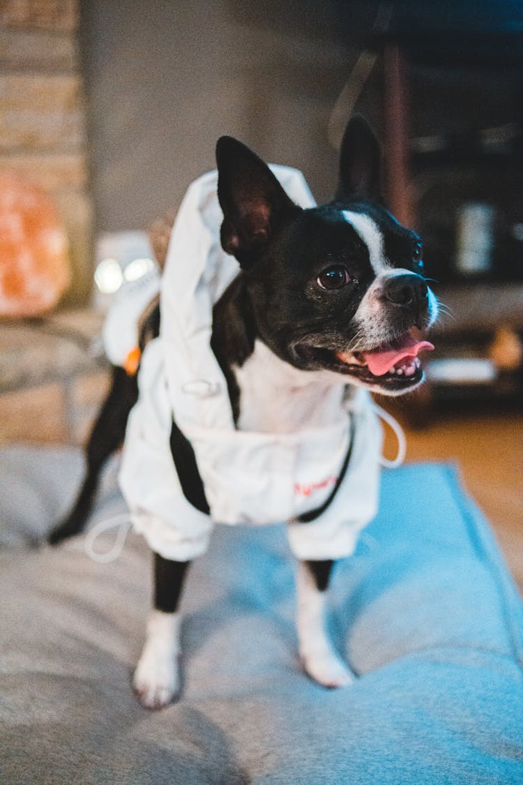 Adorable Purebred Dog In Trendy Overall Standing On Couch At