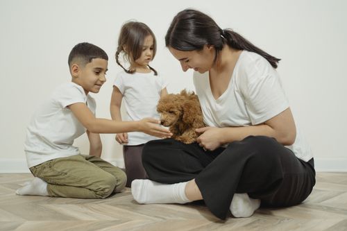 Free A family enjoys playful bonding time with their puppy indoors on a wooden floor. Stock Photo