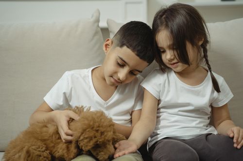 Free Two children sitting on a sofa playing affectionately with a fluffy puppy indoors. Stock Photo