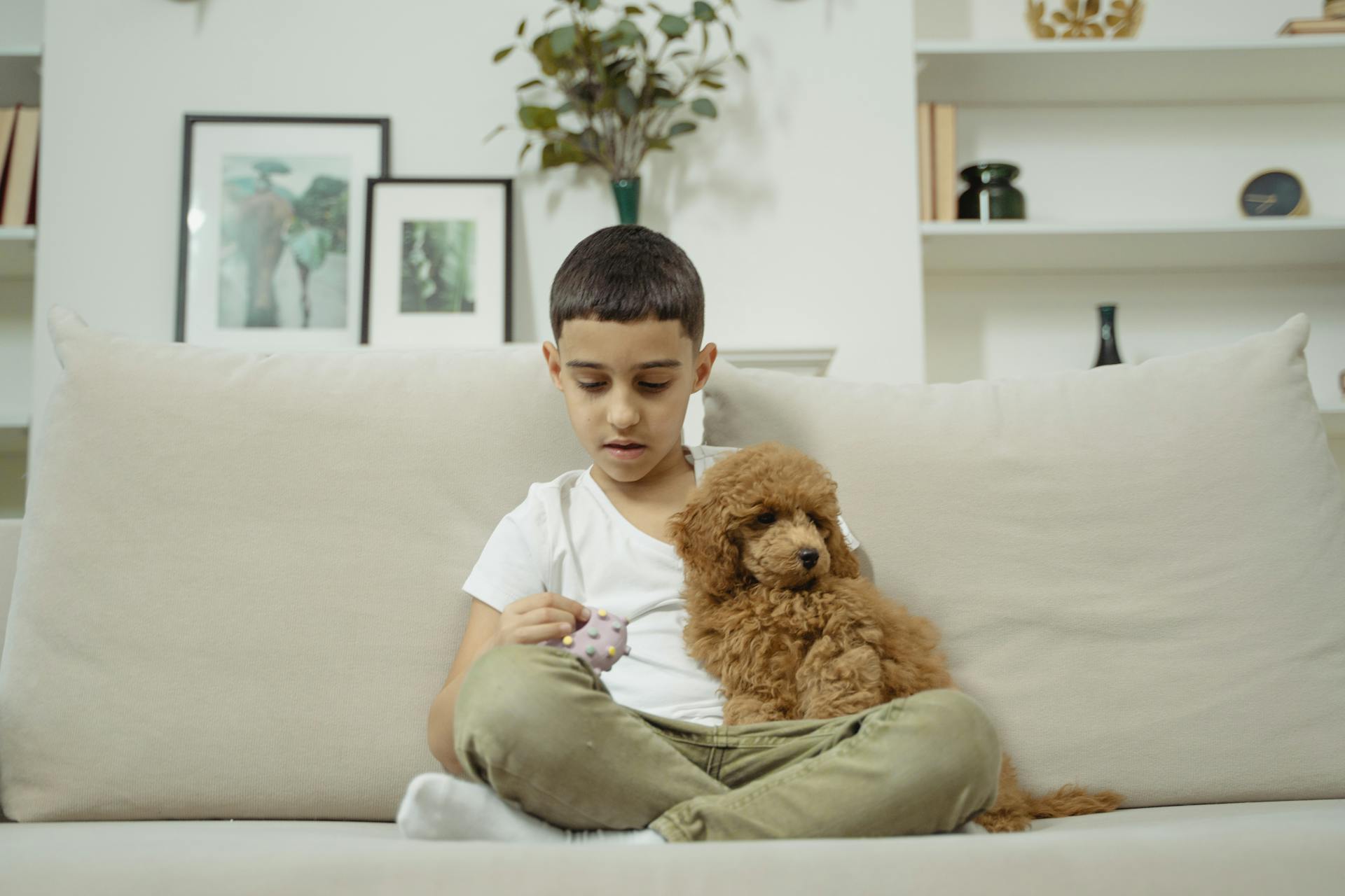 Brown Poodle on Boys Lap