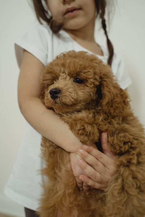 Free A young girl gently holding a cute brown poodle puppy indoors. Stock Photo