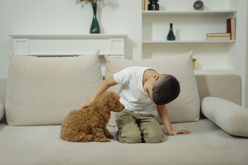 Free Young boy kneeling on sofa, gently petting a fluffy puppy indoors. Stock Photo