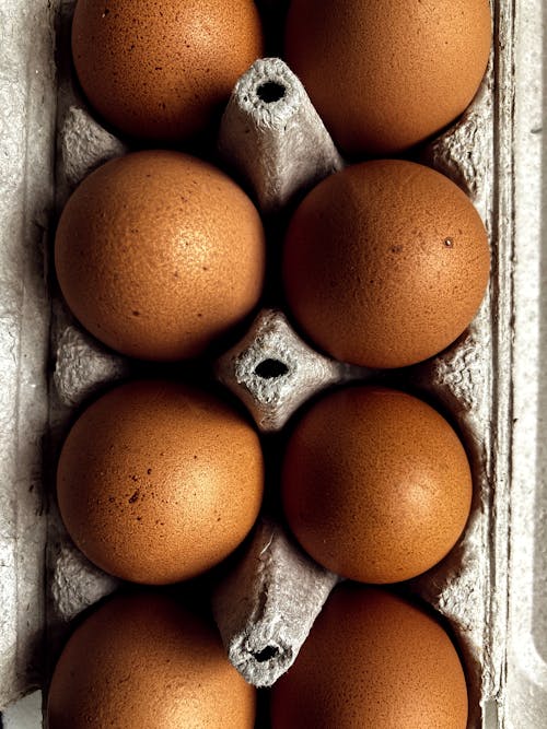 Free Eggs in a Paper Egg Tray  Stock Photo