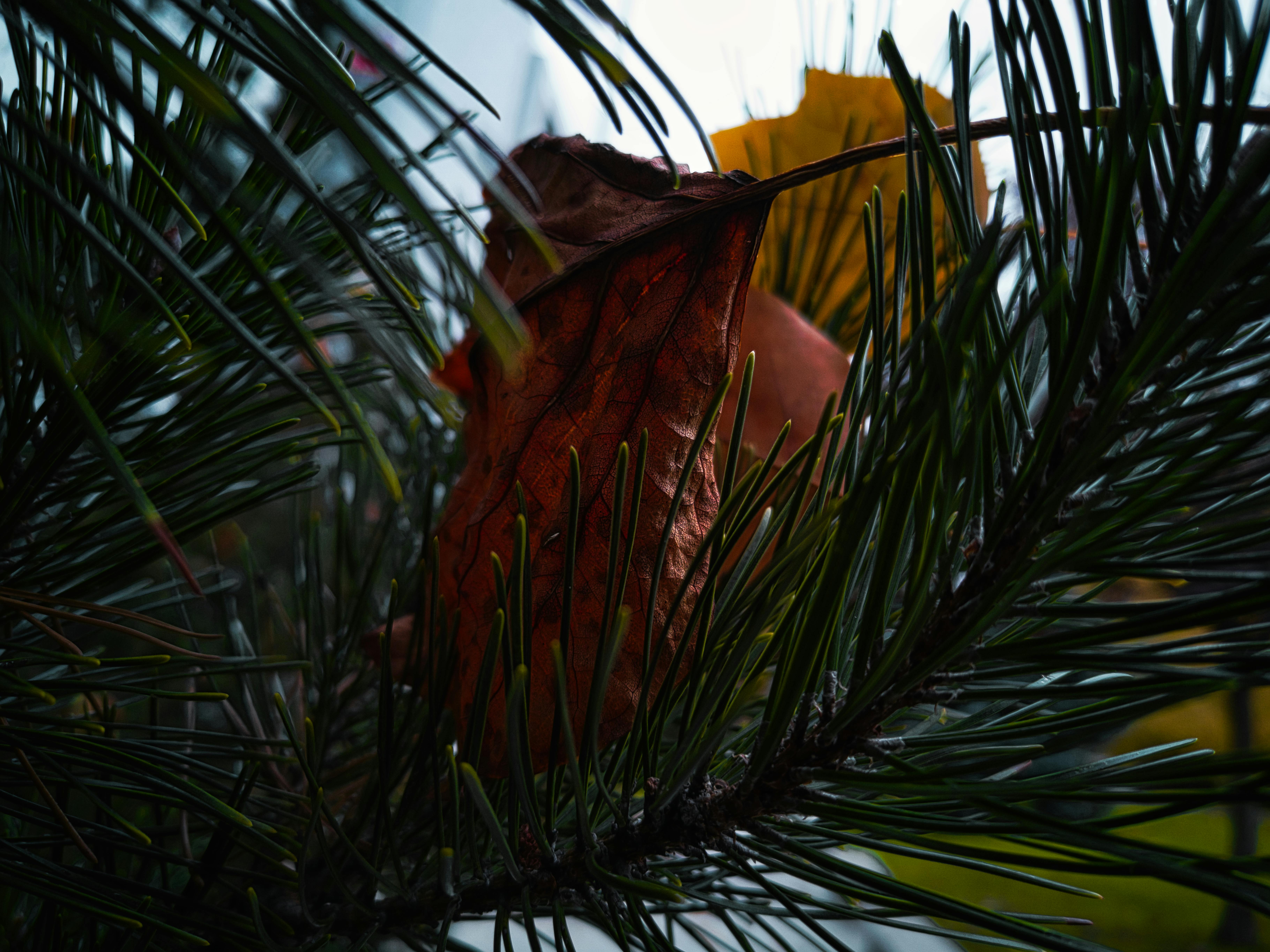 Woman sitting on a couch with a cat and a dog