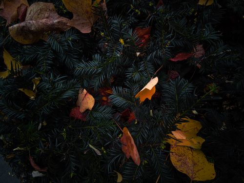 Free An artistic close-up photo capturing moody autumn leaves resting on evergreen branches, highlighting season transitions. Stock Photo