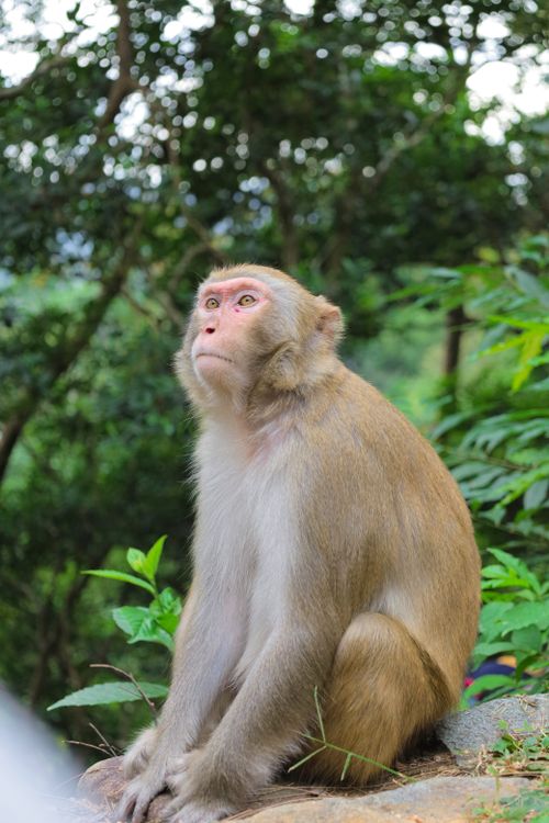 Free A Rhesus Macaque sitting thoughtfully in the vibrant greenery of Hong Kong's jungle, offering a glimpse into wildlife behavior. Stock Photo