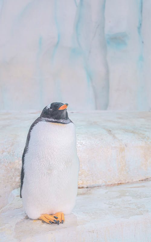 A Gentoo Penguin Standing on Ice