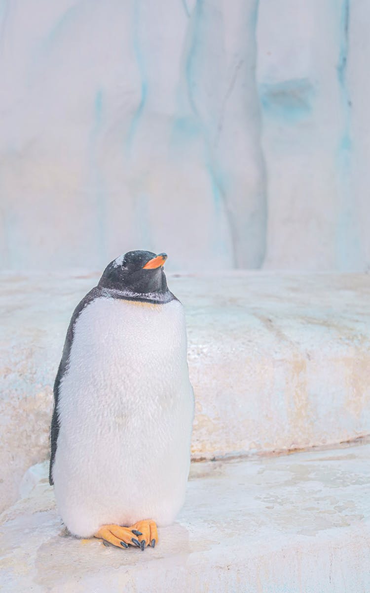 A Gentoo Penguin Standing On Ice