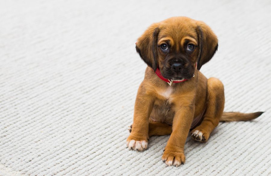 German Shepherd puppy sitting calmly indoors healthy and alert