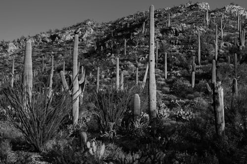 Cactus Plants Growing on Desert Mountains