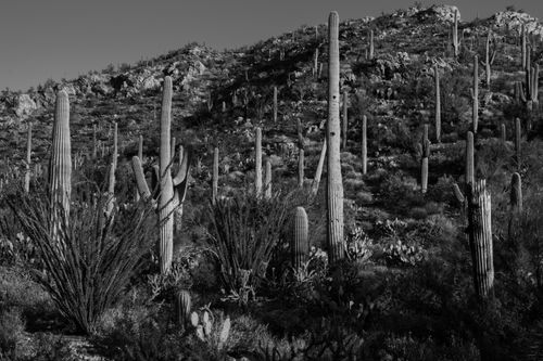 Free A striking black and white photo of a desert landscape filled with tall cacti under the sun. Stock Photo