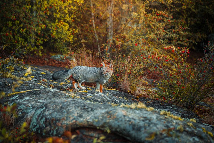 Fox In Autumn Forest