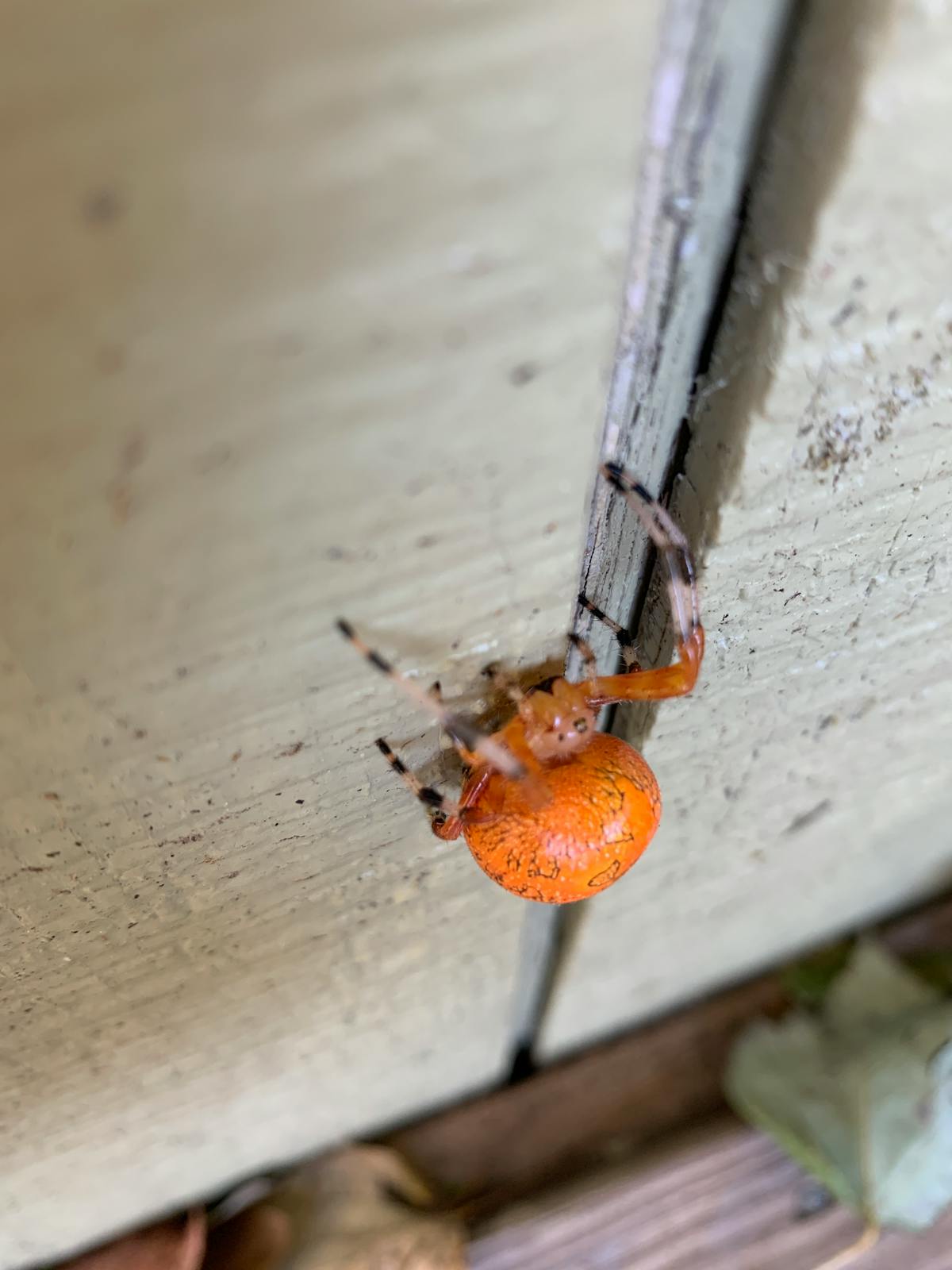 Person using a smartphone app with a virtual assistant interface
