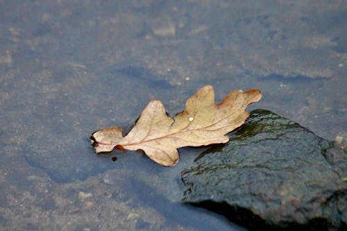Close-Up Shot of a Dry Leaf on the Water