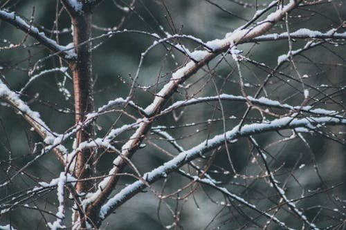 Immagine gratuita di albero, avvicinamento, esterno