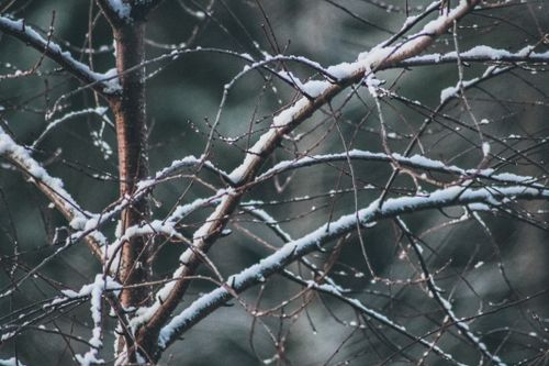 Free Close-up of snow-dusted branches in a winter forest setting, showcasing nature's beauty. Stock Photo