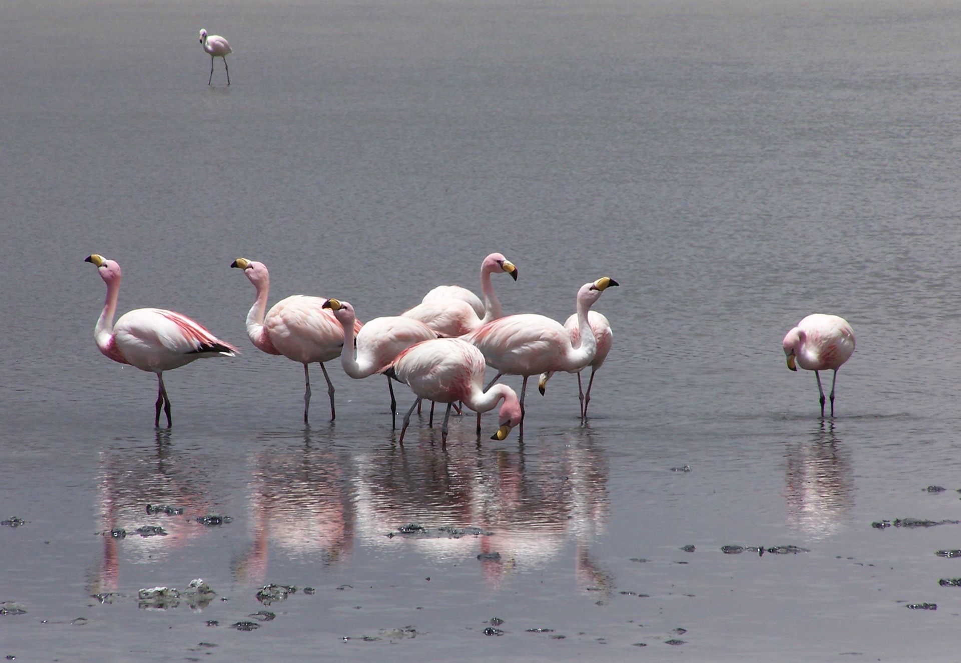 A group of Andean flamingos wading in a serene lake in Uyuni, Bolivia, showcasing tranquil wildlife.