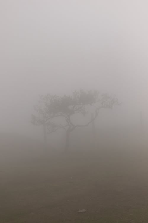 Photos gratuites de arbre, brumeux, clairière