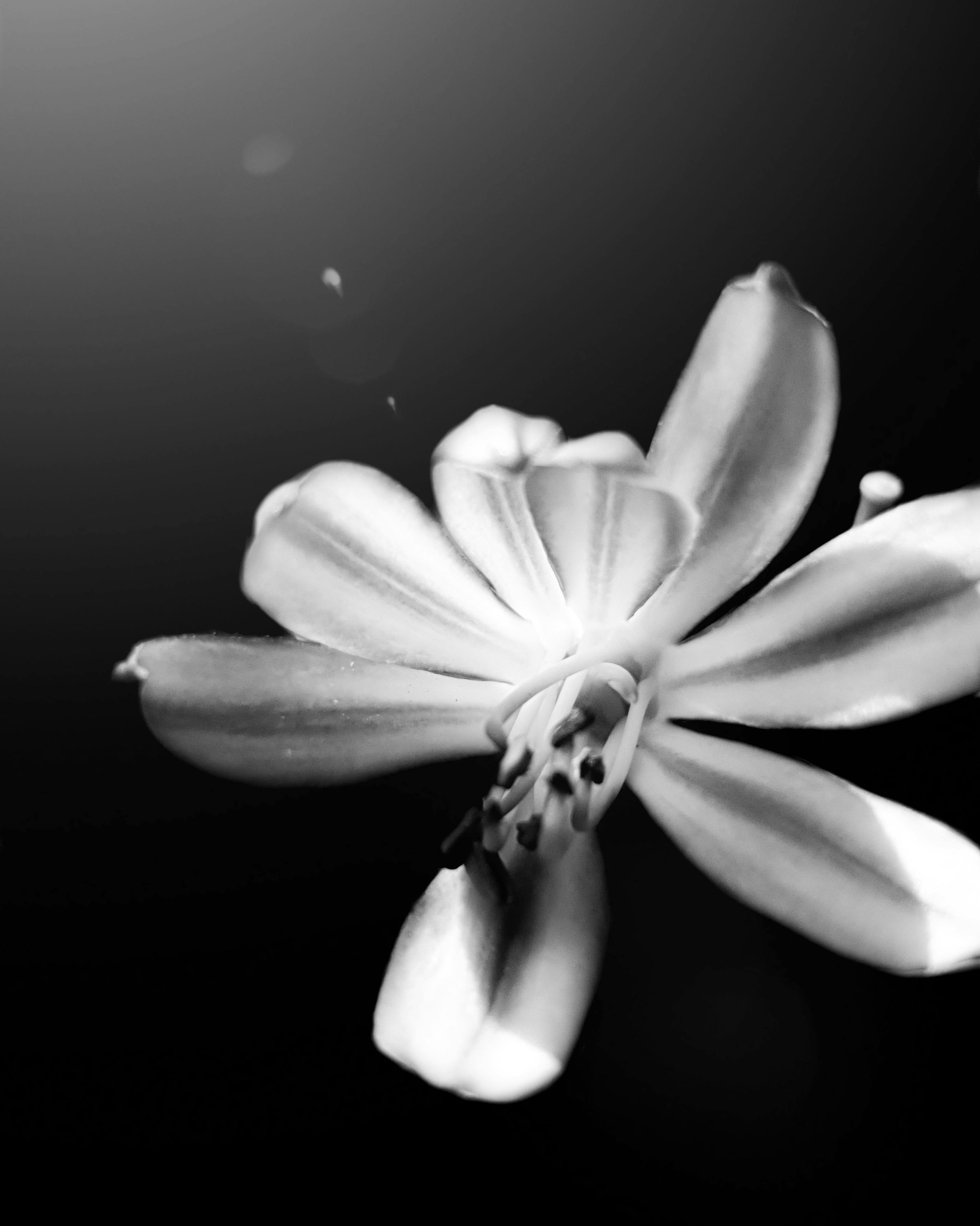 Grayscale Photo of a Flower · Free Stock Photo