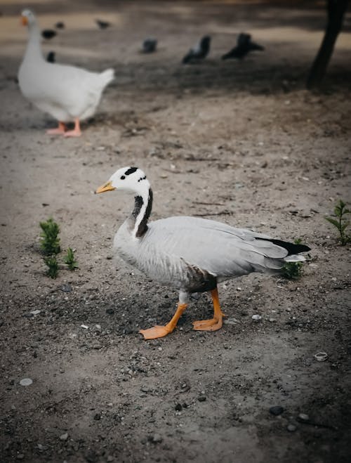 Ingyenes stockfotó állat, állatállomány, állattan témában