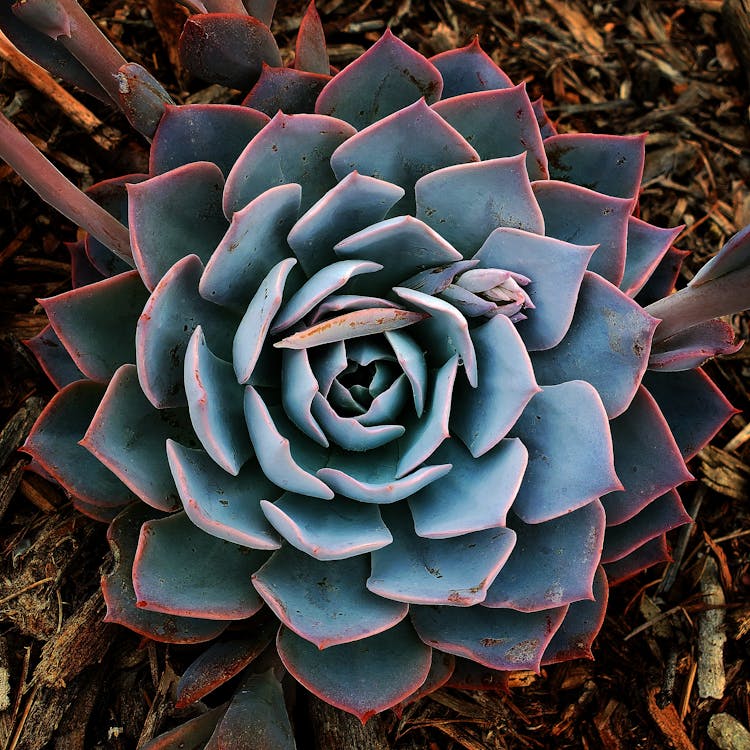 Echeveria Peacockii Succulent