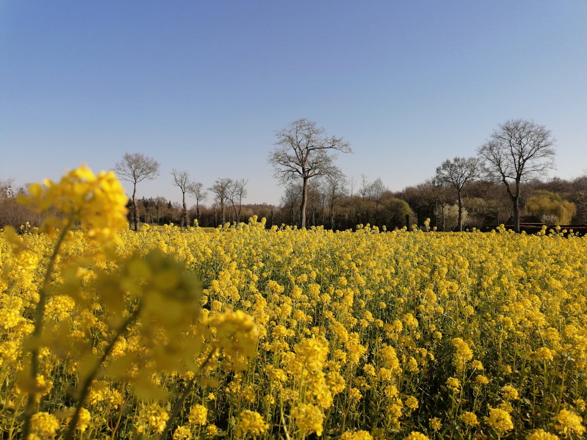 Step-by-step cooking scene with vegetables being sautéed in a pan