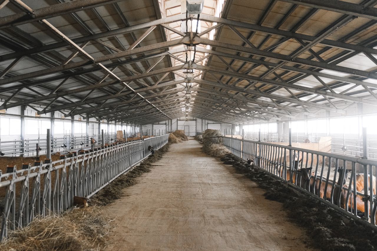 Steel portal frame livestock building interior