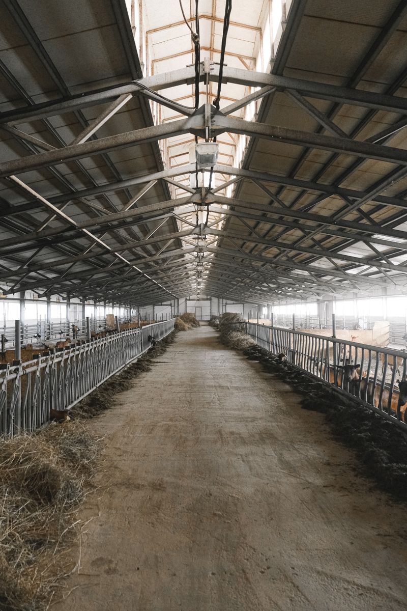 Empty farm barn interior featuring metal roof and arranged stalls