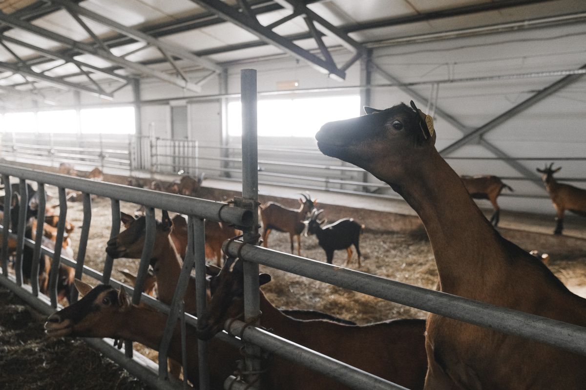 Kambing aqiqah sihat di dalam kandang ternakan bersih di Malaysia