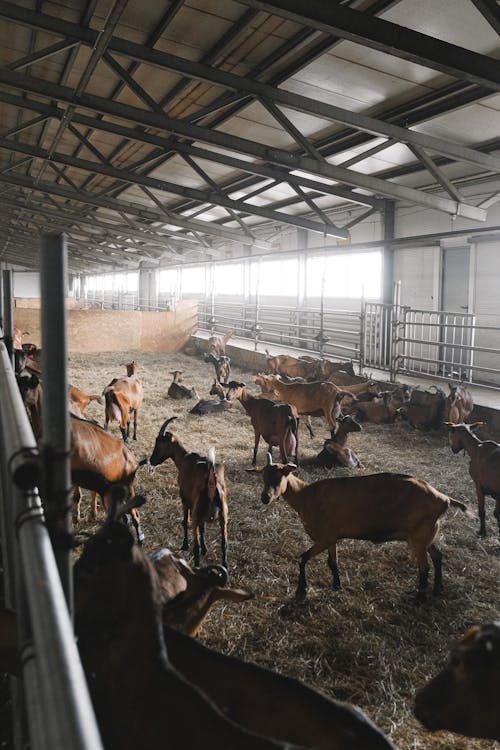 Free A Herd of Goats Inside the Farm House Stock Photo