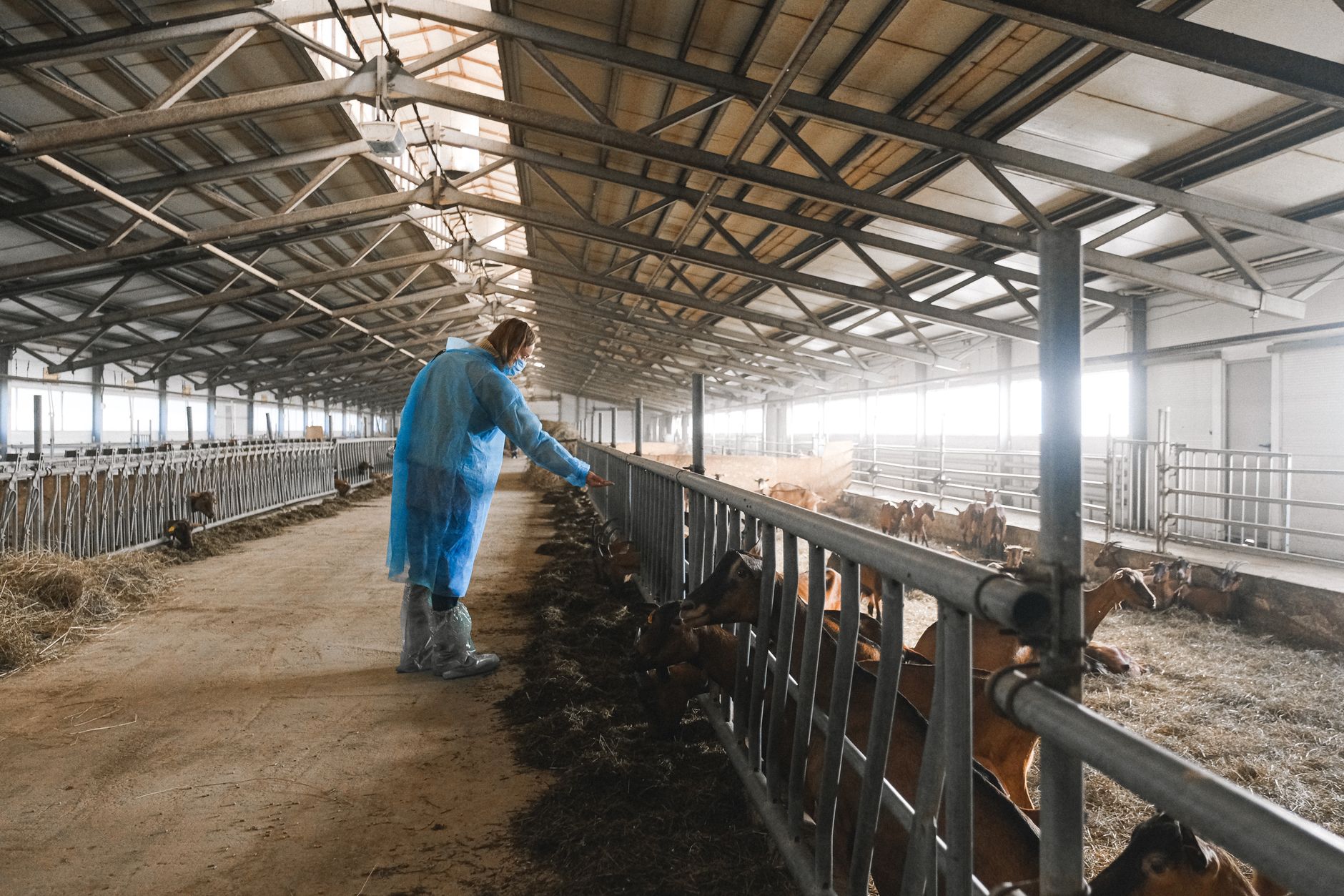 Animal welfare inspector documenting a regulated poultry facility with records, gloves, and a digital camera