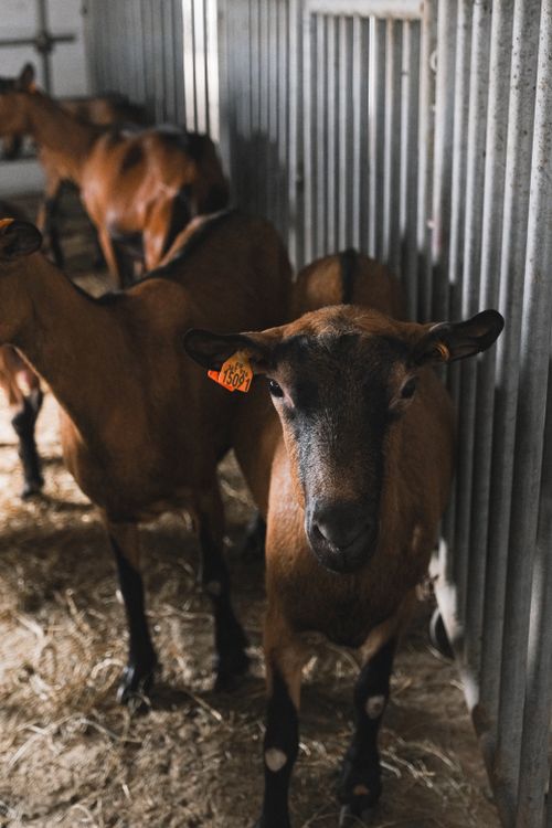 Free Close-up of curious goats in a rustic barn, showcasing farm life and livestock. Stock Photo