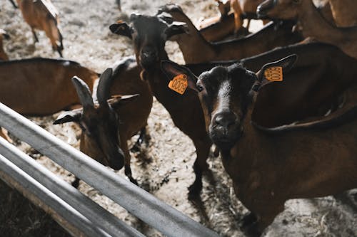 Photos gratuites de agriculture, animaux de ferme, barres d'acier