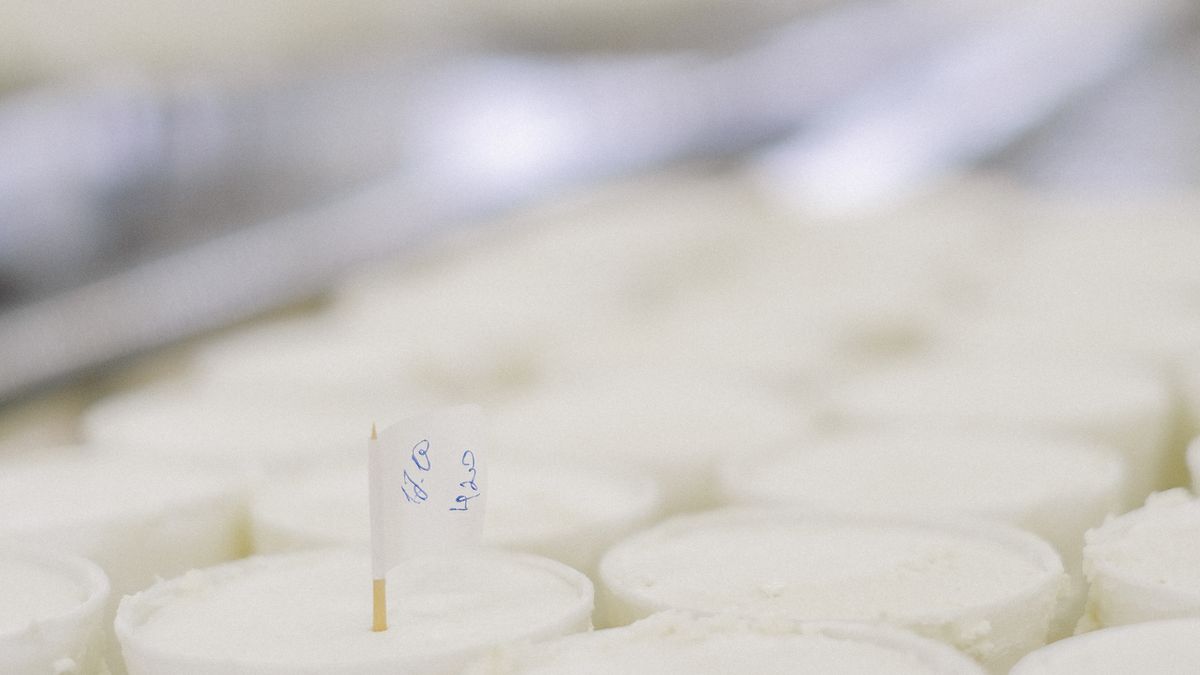 Gastronomie locale : les fromages de chèvre des Cévennes à découvrir en 2026