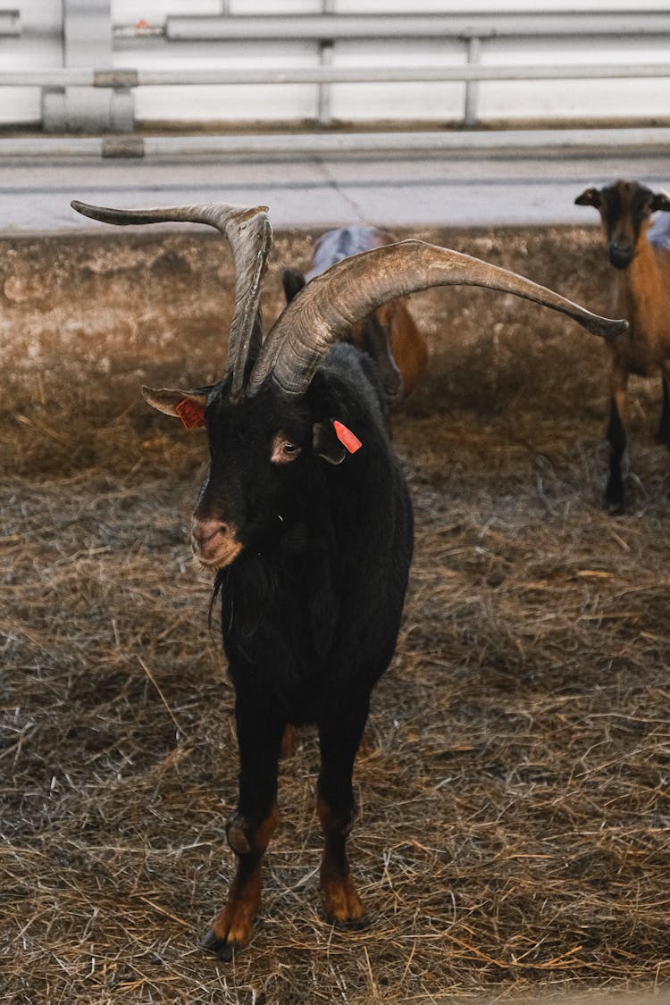 A Spanish Goat In A Farm