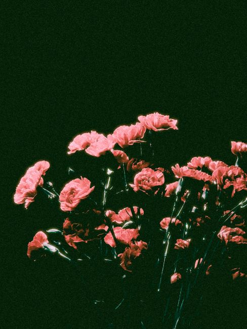 Stunning pink carnations elegantly displayed against a dark backdrop, creating a dramatic floral composition.