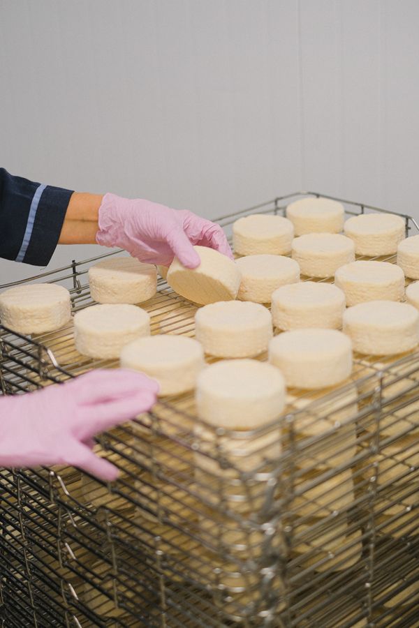 Worker arranging cheese rounds on racks
