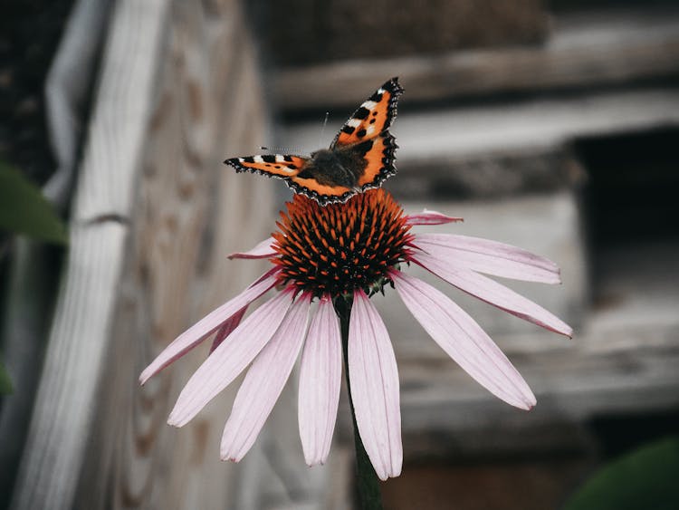 Butterfly On Violet Flower Near Wooden Constructions