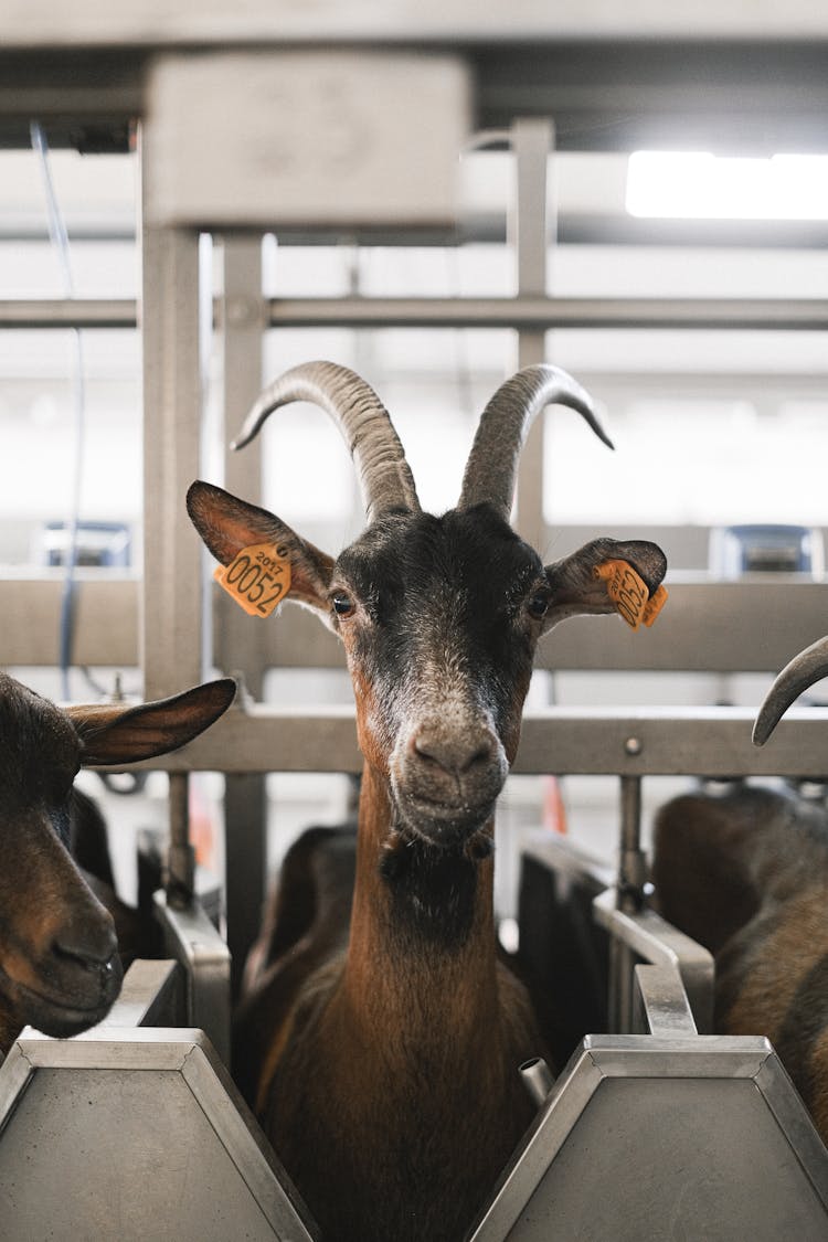 Close-up Of Goats Head In The Stable