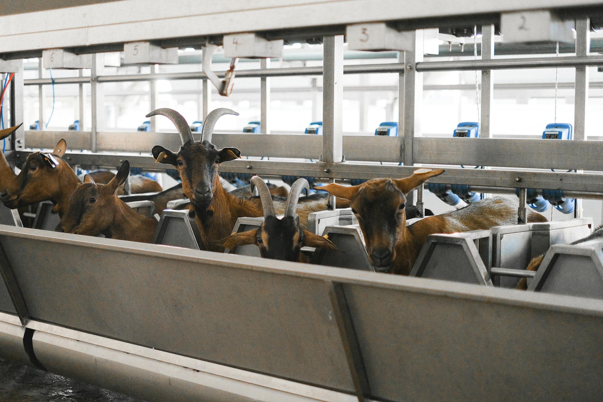 Goat Livestock in Fold on Barn