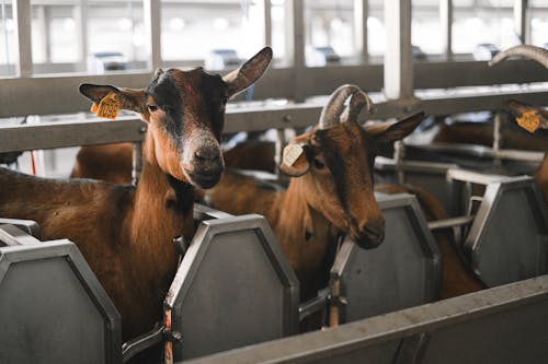 Imagine de stoc gratuită din activități agricole, agricultură, animale