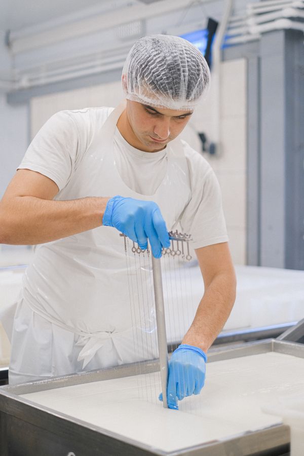 Worker processing milk at dairy factory
