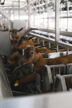 Goat Milk