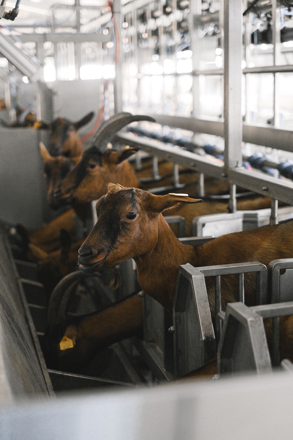 Goats resting together in a barn