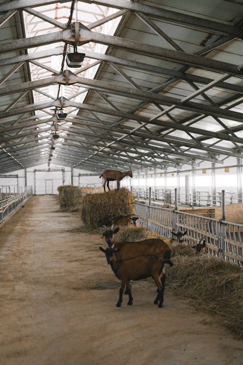 Foto profissional grátis de agricultura, animais, barracão