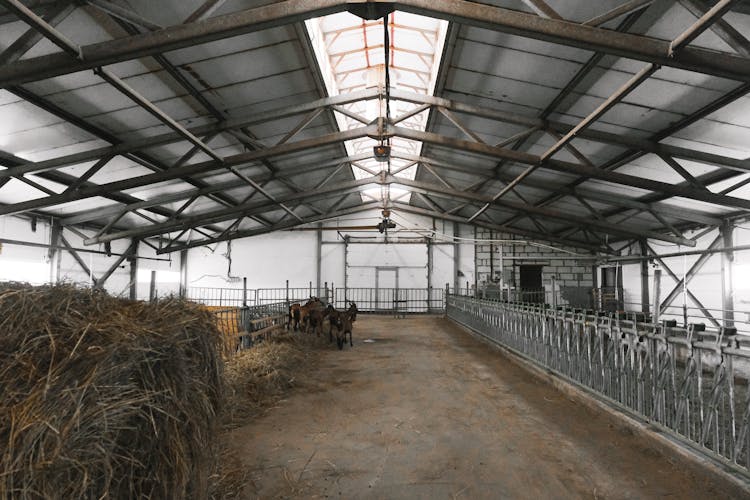 Barn With Horses Inside